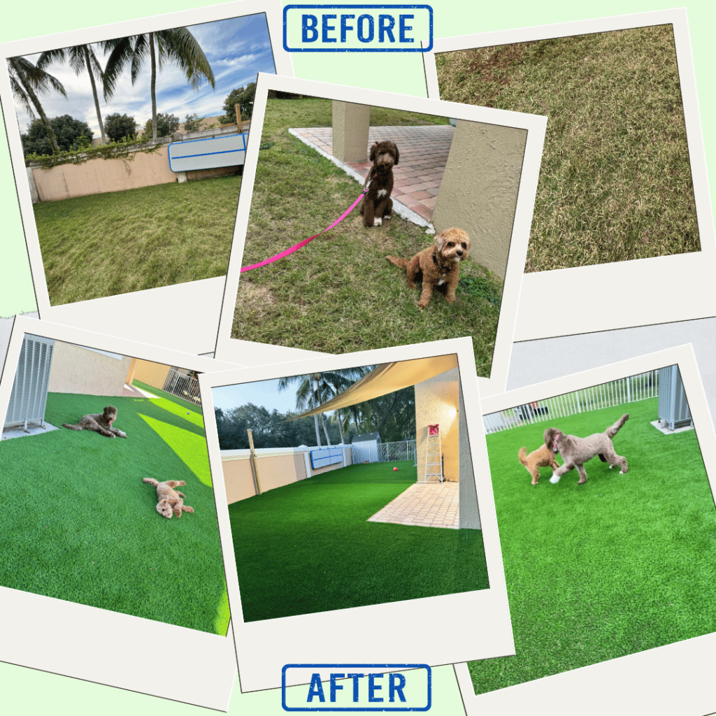 Take a peek at our backyard's transformation in these before-and-after snapshots. From a worn-out, struggling lawn to a lush, green artificial turf, see the real difference a change can make. No more worrying about patchy turf - just a beautiful, low-maintenance space for our furry friends to enjoy.