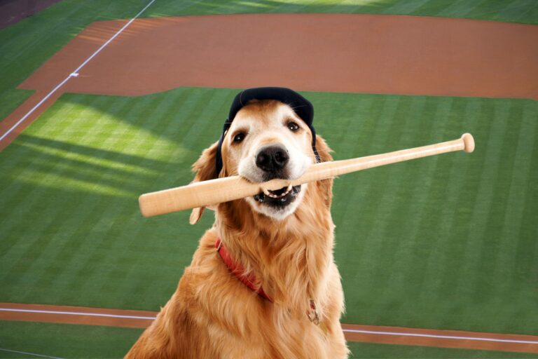 Bark At The Park