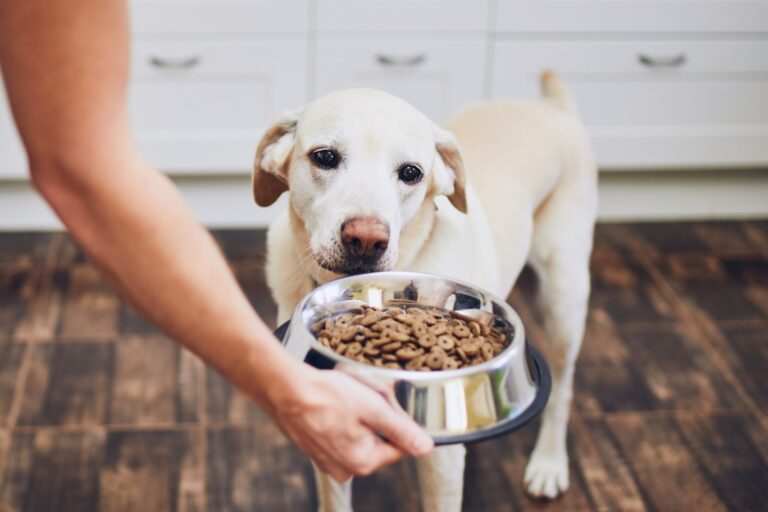 Surviving The Blackout: Vital Tips On How To Feed Your Dog Without Power Or Dog Food