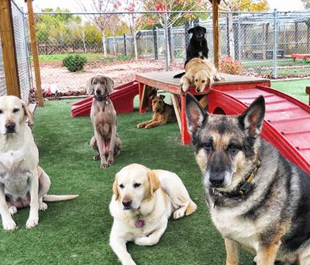 Dog Boarding & Kennels