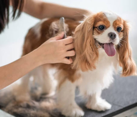 Dog Groomers