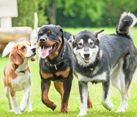 Dog Parks