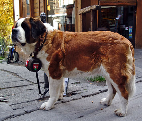 Dog Rescues