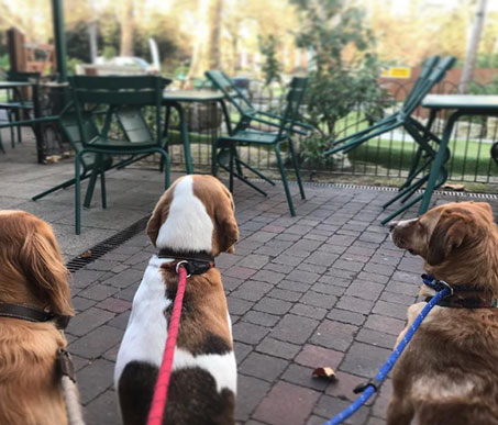 Dog Friendly Restaurants