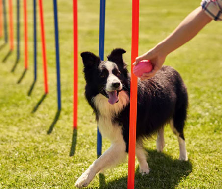 Dog Trainers