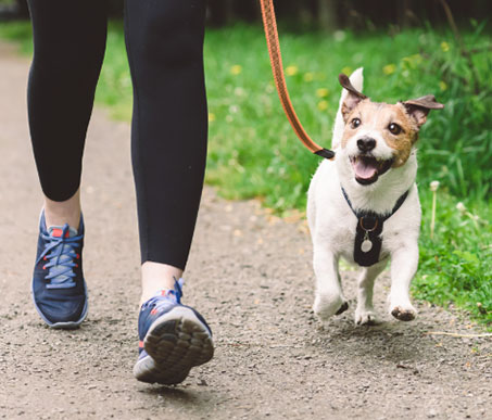 Dog Walking