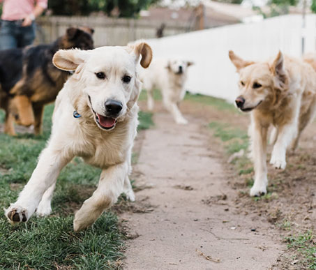 Doggy Daycare