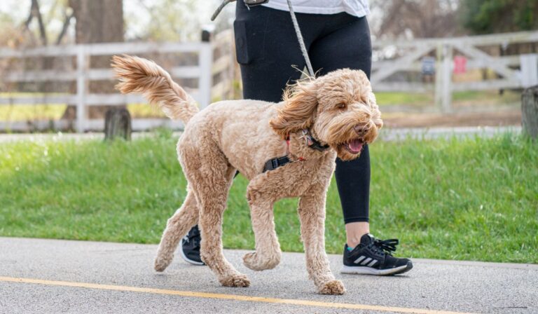 Fort Lauderdale Says YES To Dogs In Parks - A Tail-Wagging Rule Change!