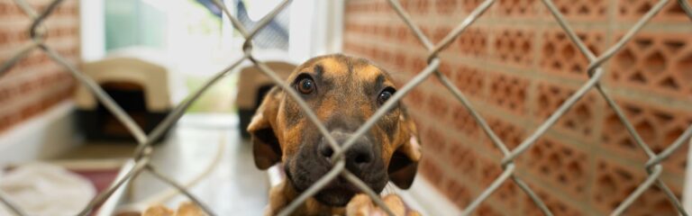 How To Adopt A Dog In Broward County