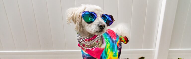 The Lucrative World Of Dog Influencers: how To Break Into This MONEY-MAKING Opportunity