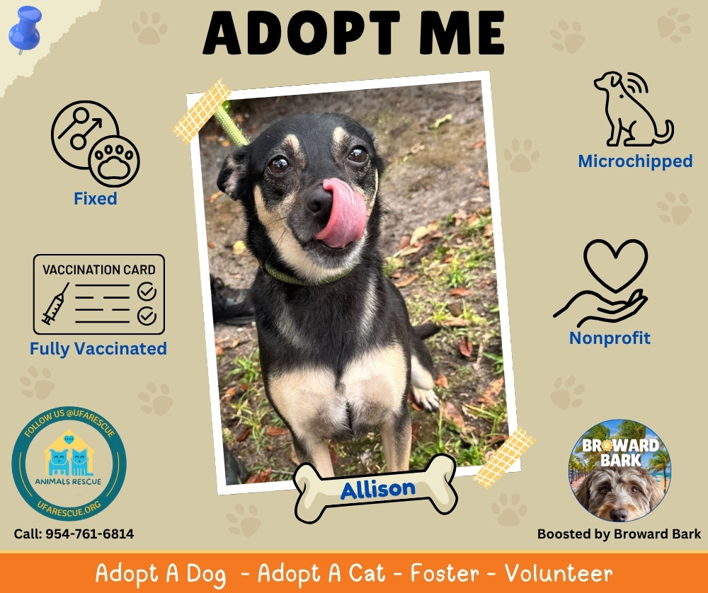 ufar-rescue - Broward Bark Dog Adoption